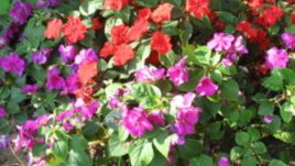 Безплатни цветя за засаждане раздават в Пловдив