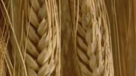 Как да се предпазим от опасната бактерия E.coli?