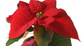 Саксийните цветя в офиса намаляват стреса