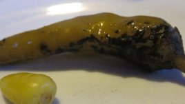 Всички добри рецепти с люти чушки на едно място