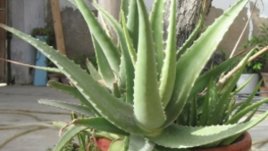 Подмладяваща маска за лице с алое