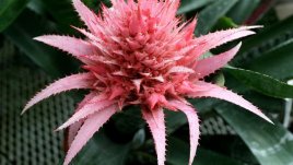 Ехмея – причудлива и огнена