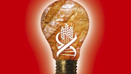 Защо да изключим пшеницата и глутена от храната ни