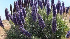 Как да отглеждаме ехиум или пурпурен пламък