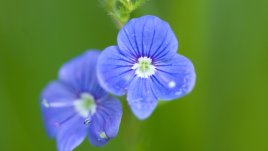 Вероника – издръжлива и красива