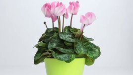 С какво да подхраним увехналите растения?