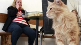 Почистване на космите от домашни любимци вкъщи