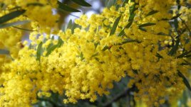 Как да си отгледаме акация у дома?