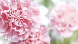 Карамфил - толкова красив и разнообразен!