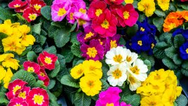 Иглика - съвети за отглеждане и буен растеж 