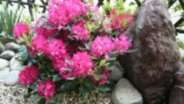 Рододендронът – бижуто във вашата градина