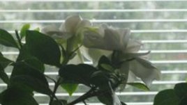 Ароматната съперница на розата