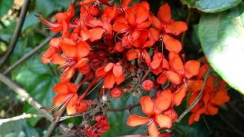 Клеродендрум – кичест и цъфтящ цяло лято