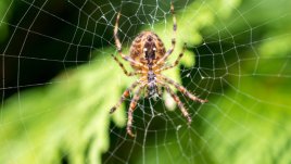 Какво означава, ако сънуваш паяк?