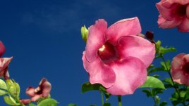 Есенни цветя за дома и градината