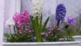 Цветята в нашата градина