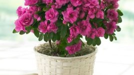 Как се отглежда азалия – разказват ботаници