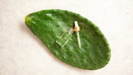 Масло от бодлива круша – страхотни ползи за кожата 