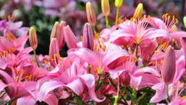 Лилиум – съвети за отглеждане и буен цъфтеж 