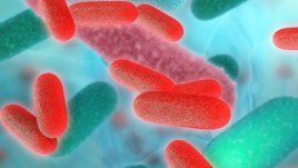 Симптоми на салмонелозата