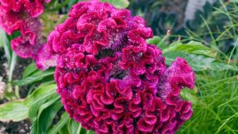 Целозия или петльов гребен 