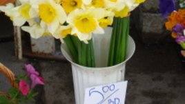 Цветница наближава, да си купим цвете