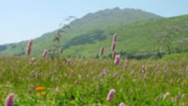 WWF кани на купон на Витоша