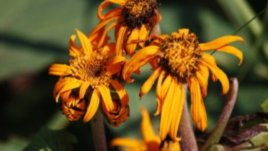 Измислиха букети от мъртви цветя за скарване и развод