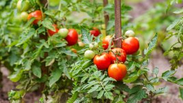 Как да ускорите растежа на доматите за добра реколта 