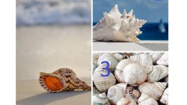 Изберете си рапан и вижте какво ви очаква през юни