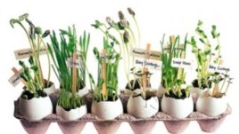 Как да направите малка градинка за детската стая?