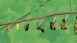 Самопомощ при травма от психическо насилие