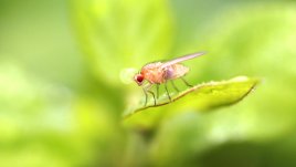 Как да отстраните плодовите мушици от дома?