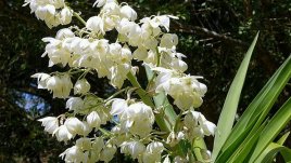 Юка – как да я отглеждаме 