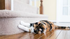 Защо котките „месят“ или „масажират“ с лапи?