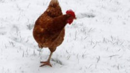 Щастливите кокошки снасят скъпи яйца