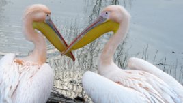 Тънкостите на щастливата любовна връзка