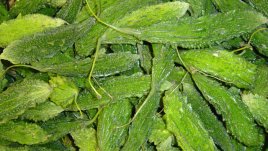 Сок от горчив пъпеш в борба с раковите клетки