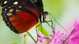 Пеперудите – как да ги поканим в градината си