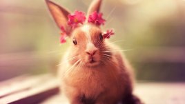 Зайчета като в приказка (галерия)