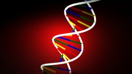 Ген определя в коя част на деня сме активни