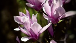 Обещание за пролет