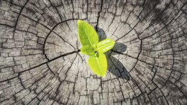 Притча за търпението