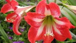 Хипеаструм (амарилис) – капризният красавец