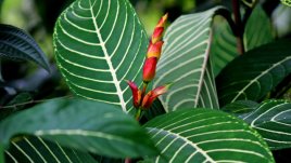 Санхеция – красота в зелени нюанси 