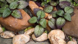 Хемиграфис - зелен килим вкъщи и в градината 