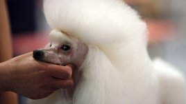 Кучета, за чиито прически отделяме повече време, отколкото за нас