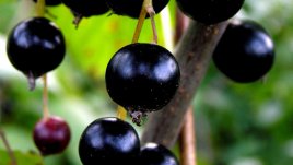 Бани с листа от касис облекчават симптомите на псориазис