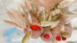 Терапия с рибки помага при много кожни проблеми