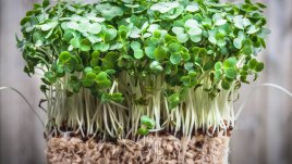 Кресон – суперзеленчук за здрави сърце, кожа и кости